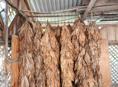 Продам табак, 1000 рублей килограмм (торг). Сухум.  +79407703995