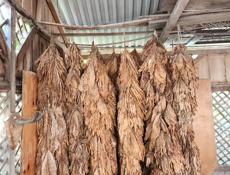 Продам табак, 1000 рублей килограмм (торг). Сухум.  +79407703995