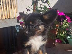 Продаём щенка чихуахуа мальчика