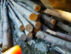 Продам 60шт ( акация)