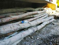 Продам 60шт ( акация)