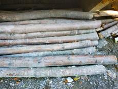 Продам 60шт ( акация)