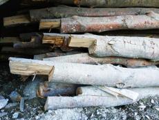 Продам 60шт ( акация)