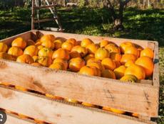 Ящики для мандарин 🍊