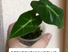 комнатные растения 