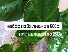 комнатные растения 