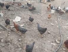 Продаю курей разных пород и цыплята.