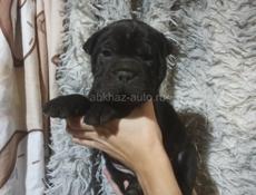 Щенки шарпея)))
