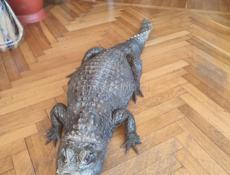 Продается кркодил