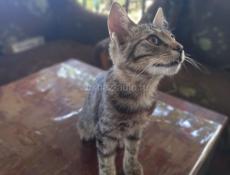 КОТЁНОК-мальчик ОТДАМ