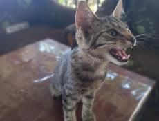 КОТЁНОК-мальчик ОТДАМ
