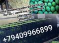 Прием фейхоа 