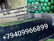 Прием фейхоа 