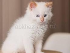 Звонить или писать на ватсап 7752026 Отдам чудного котенка в добрые руки Центральный рынок