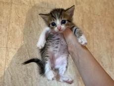 Отдам котят в добрые и заботливые руки