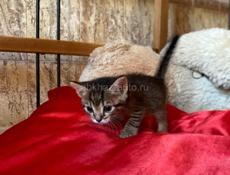 Отдам котят в добрые и заботливые руки