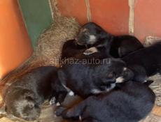 Щенки овчарки
