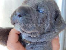 Щенки Кане Корсо 