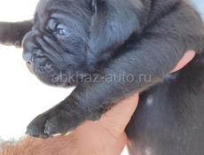 Щенки Кане Корсо 