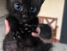 Отдам в дар котят