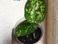 комнатные цветы 🌺 