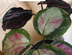 комнатные цветы 🌺 