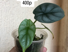 комнатные цветы 🌺 