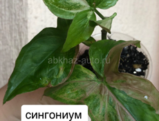 комнатные цветы 🌺 