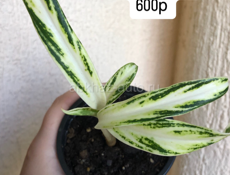 комнатные цветы 🌺 