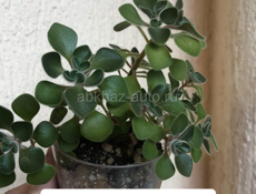 комнатные цветы 🌺 