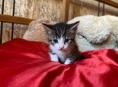 срочно отдам котят в добрые руки