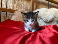 срочно отдам котят в добрые руки