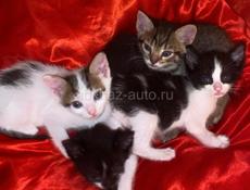 срочно отдам котят в добрые руки