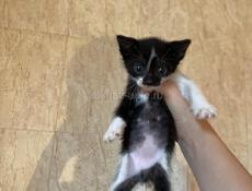 срочно отдам котят в добрые руки