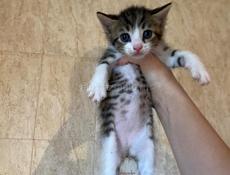 срочно отдам котят в добрые руки