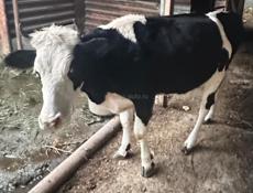 Продам корову