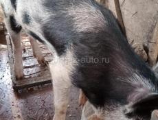 Свинья 