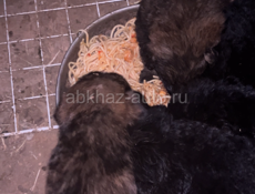  ищем дом для щенят 