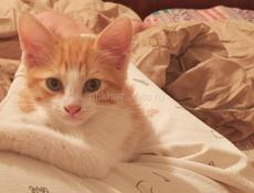 Отдадим котёнка в добрые руки