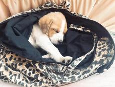 Щенок 2 месяца 