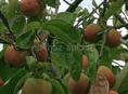 Продам хурму ( бычок ) 50 .р  ореинтировочно + /- есть варианты 