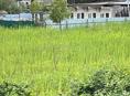 Продам участок в Цандрипше 6 соток