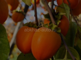 Продам хурму бычье сердце