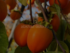 Продам хурму бычье сердце
