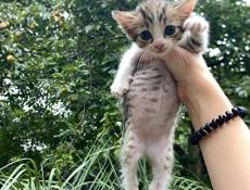 отдам котят в добрые руки