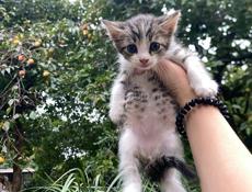 срочно отдам котят в добрые руки