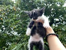 срочно отдам котят в добрые руки