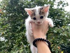 срочно отдам котят в добрые руки