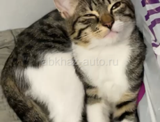 Отдам в добрые руки