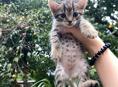 срочно отдам котят в добрые руки